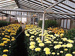 How to grow chrysanthemums in the greenhouse: methods of reproduction and peculiarities of care