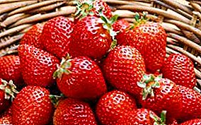 Erdbeeren im Gewächshaus anbauen