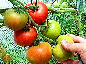 Como cultivar tomates na estufa durante todo o ano: características de cuidado para aumentar os rendimentos