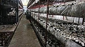 How to grow mushrooms and oyster mushrooms in the greenhouse all year round: technology features