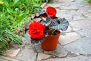 How to grow tuberous begonia? Types of flower reproduction and further care
