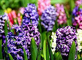 How to grow hyacinths in the open field?