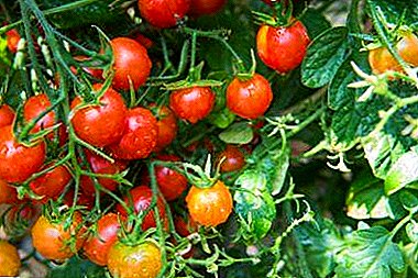 İyi mahsul yetiştirme: muz kabukları ve domatesleri gübrelemenin diğer yolları