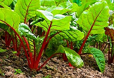 How to grow a good crop of seeds? Planting beets in the spring in the open ground