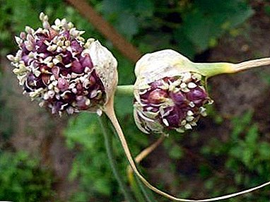 How to grow a good harvest: reproduction of garlic seeds