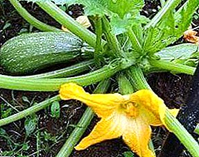 Hvordan man dyrker zucchini i drivhuset: valget af sorter og egenskaber ved pleje