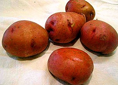 Cum să crească cartofi "Irbitsky" - o varietate de fructe de mare și de mare randament: fotografie și descriere