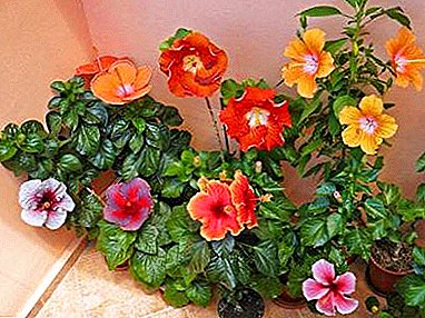 How to grow indoor hibiscus from seed? Flower care after planting