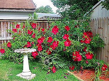 Hoe een mooie plant te laten groeien? Garden Hibiscus Care