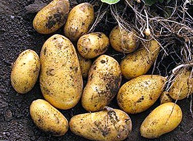 How to grow multipurpose potato "Felox": characteristic of the variety, description and photo