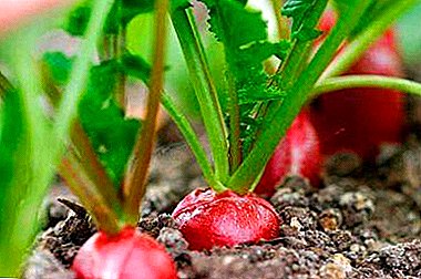 How to grow radishes from seedlings? Step-by-step instructions for applying the conventional method and method of the cochlea