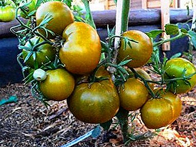 كيف تنمو الطماطم "مستنقع"؟ وصف وخصائص متنوعة