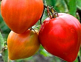 Bagaimana untuk mengembangkan tomato "Buffalo Heart"? Penerangan, ciri dan gambar pelbagai musim pertengahan