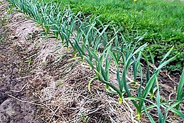 How to take care of garlic in the spring or at other times of the year? Care rules