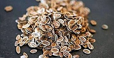 How to soak carrot seeds in vodka to speed up germination? The choice of alcohol and other nuances