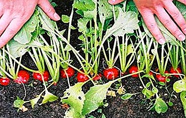 How to protect radishes from pests? Photos and descriptions of insects, recommendations for combating them, differences from diseases