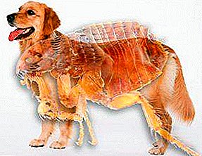 How to drive them away? Fleas in a dog: how to withdraw purchased and folk remedies, treatment for prevention