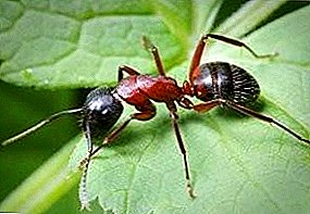 كيف يعيش النمل الأحمر؟