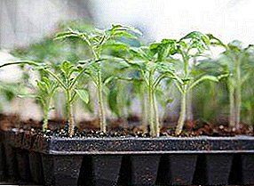 Kaj je potrebno tal za sadike paradižnika in paprike? Izbor rezervoarjev, datumi sajenja in obdelava semen pred setvijo, kako skrbeti za sadike