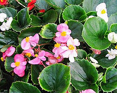 What land is needed begonias, where to get it, how to prepare the soil yourself?
