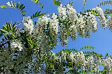 Was sind die heilenden Eigenschaften von Blüten, Blättern und Schoten aus weißer Akazie? Anwendungsempfehlungen und Gegenanzeigen