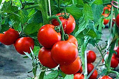 De quels engrais minéraux les tomates ont-elles besoin pour planter, que faut-il mettre dans le trou de la matière organique? Recommandations pratiques