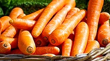 What principles of carrot care after planting should be followed and how to avoid mistakes?