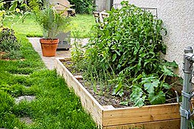 ما النباتات سوف تنمو بشكل جيد بعد الطماطم؟ هل يمكنني زراعة الطماطم والخيار والملفوف أو الفلفل؟