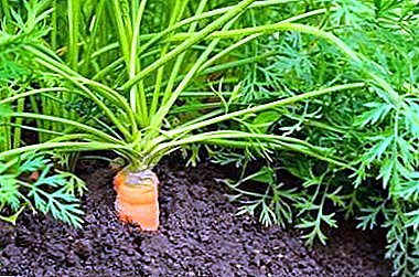 Quelles variétés de carottes peuvent être plantées dans l'Oural? Quelle est la différence entre la culture de légumes dans cette région?