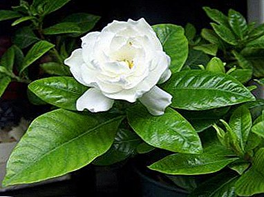 Vad är sätten att odla gardenia och är det svårt att plantera en blomma hemma?