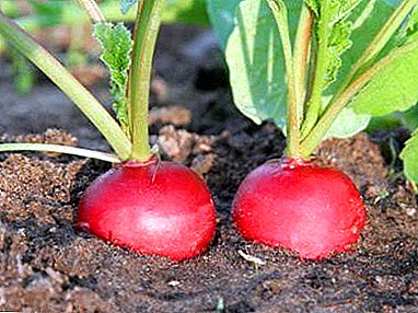 What are the methods of fertilizer for radishes and how to feed it after germination?