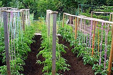 ¿Qué tomates crecen en el carril central, en los Urales y en Siberia? Revisión de variedades de bajo crecimiento y otras para terrenos abiertos.