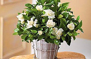 What diseases and pests affects gardenia and how to deal with them?