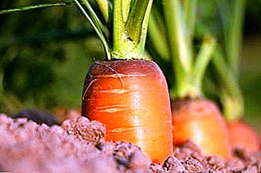 Welche Krankheiten wirken sich auf Karotten aus, wie kann man sie loswerden und verhindern, dass sie wiederkommen?