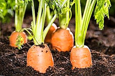 Quels remèdes populaires peuvent nourrir les carottes et comment le faire? Qu'est-ce qui n'est pas recommandé d'utiliser?