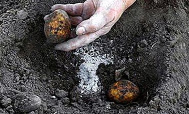 What fertilizer is better for potatoes and how to feed it when planting in the hole and after that?