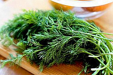 What is the chemical composition of dill? Calorie greens, vitamins, nutrients and other nuances