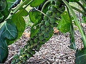 What are the terms of harvesting Brussels sprouts before storage for the winter?