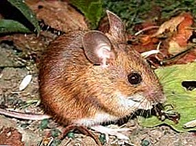 What danger does a wood mouse pose to humans?