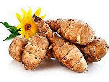 What benefits does a Jerusalem artichoke contain and can it harm the body? Chemical composition and photos of plants