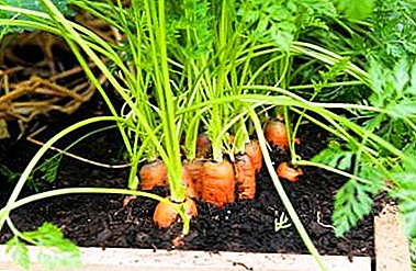 What scheme of planting carrots is better to choose and why is it so important?