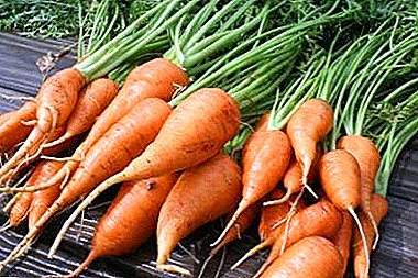 Примхлива морква: чи можна забезпечити їй зберігання на зиму в підвалі і в пакетах і як це правильно зробити?