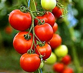 Capricious Riese mit hohem Ertrag - eine Hybridsorte von Tomaten "Tornado"