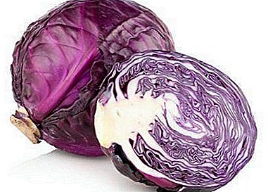 Red cabbage: what is its benefit and is it possible to harm? Recipes with this vegetable