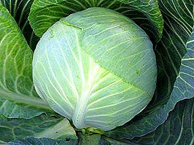 Cabbage varieties Valentine: the appearance of the vegetable, a detailed description, as well as photos
