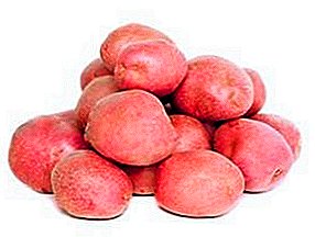 Arosa potatoes: beautiful, tasty, high-yielding variety