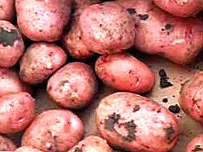Patata "calada": descripción de la variedad de temporada media, características, fotos y dignidad.