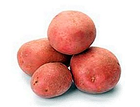 Pomme de terre Bellarosa: fructueuse, précoce, résistante à la sécheresse