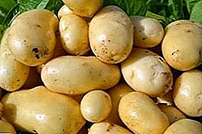 Potatoes Impala - the choice in favor of high quality!