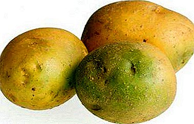 Les pommes de terre deviennent vertes et noires une fois stockées - pourquoi cela se produit-il? Nous comprenons les causes de la maladie